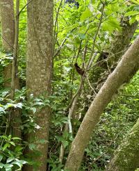Pterostyrax hispidus image