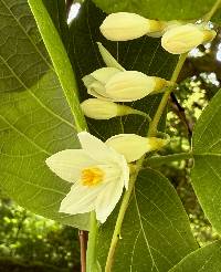 Media resource of Styrax obassis