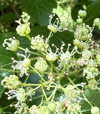 Acer tataricum image