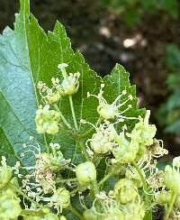 Acer tataricum image