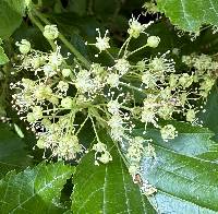 Acer tataricum image