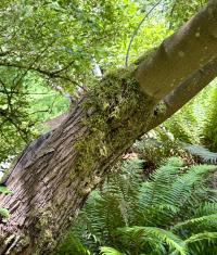 Acer tataricum image