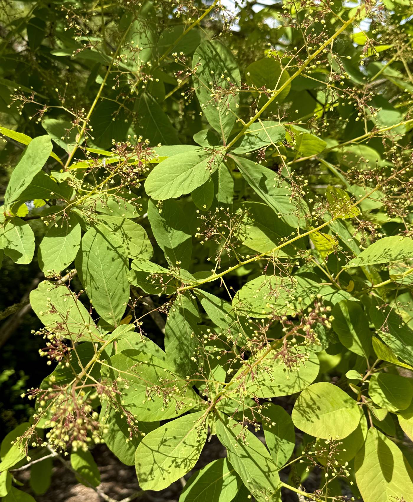 Cotinus obovatus image