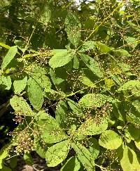 Cotinus obovatus image