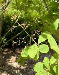 Cotinus obovatus image