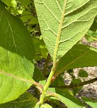 Cotinus obovatus image