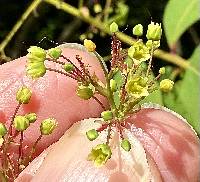 Cotinus obovatus image
