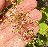 Cotinus obovatus image