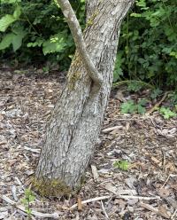 Cotinus obovatus image