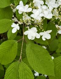 Viburnum plicatum image