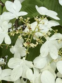 Viburnum plicatum image