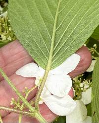 Viburnum plicatum image