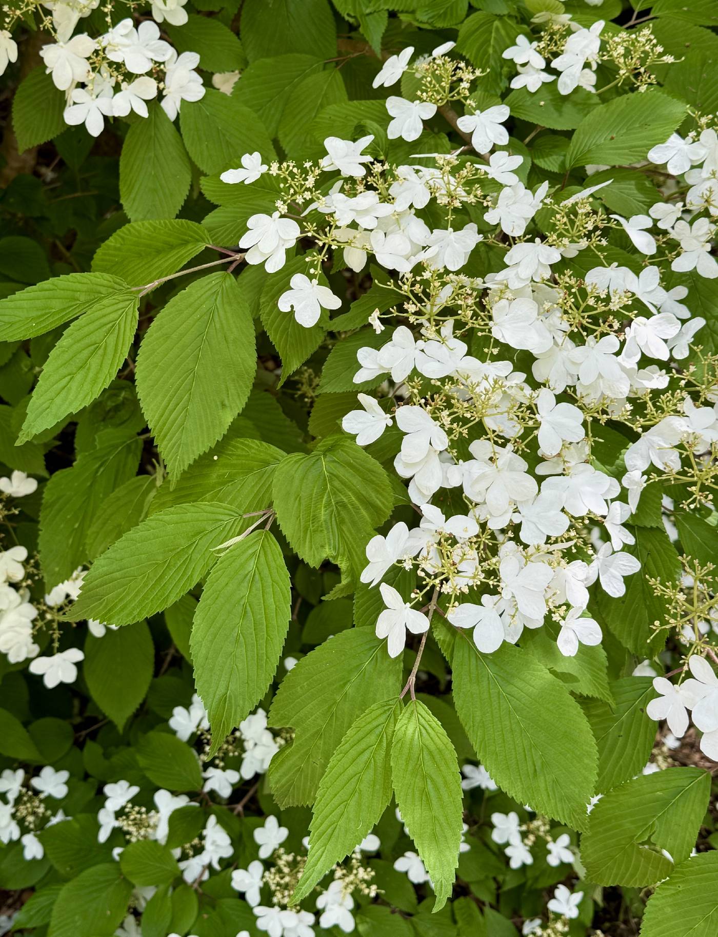 Viburnum plicatum image