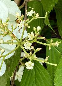 Viburnum plicatum image
