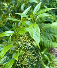 Viburnum propinquum image