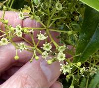 Viburnum propinquum image