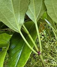 Viburnum propinquum image