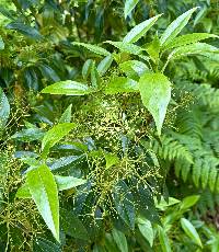 Viburnum propinquum image