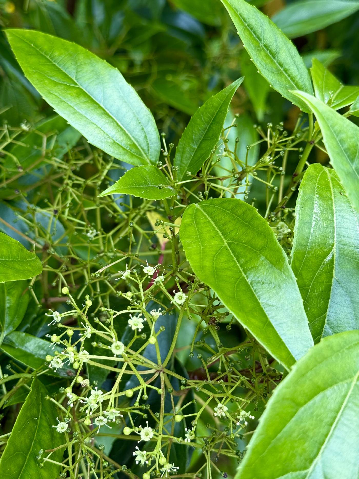 Viburnum propinquum image