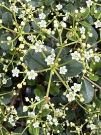 Viburnum atrocyaneum image