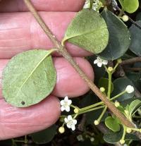 Viburnum atrocyaneum image