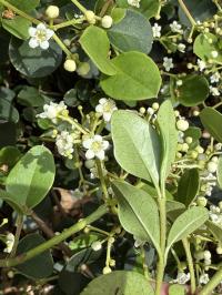 Viburnum atrocyaneum image