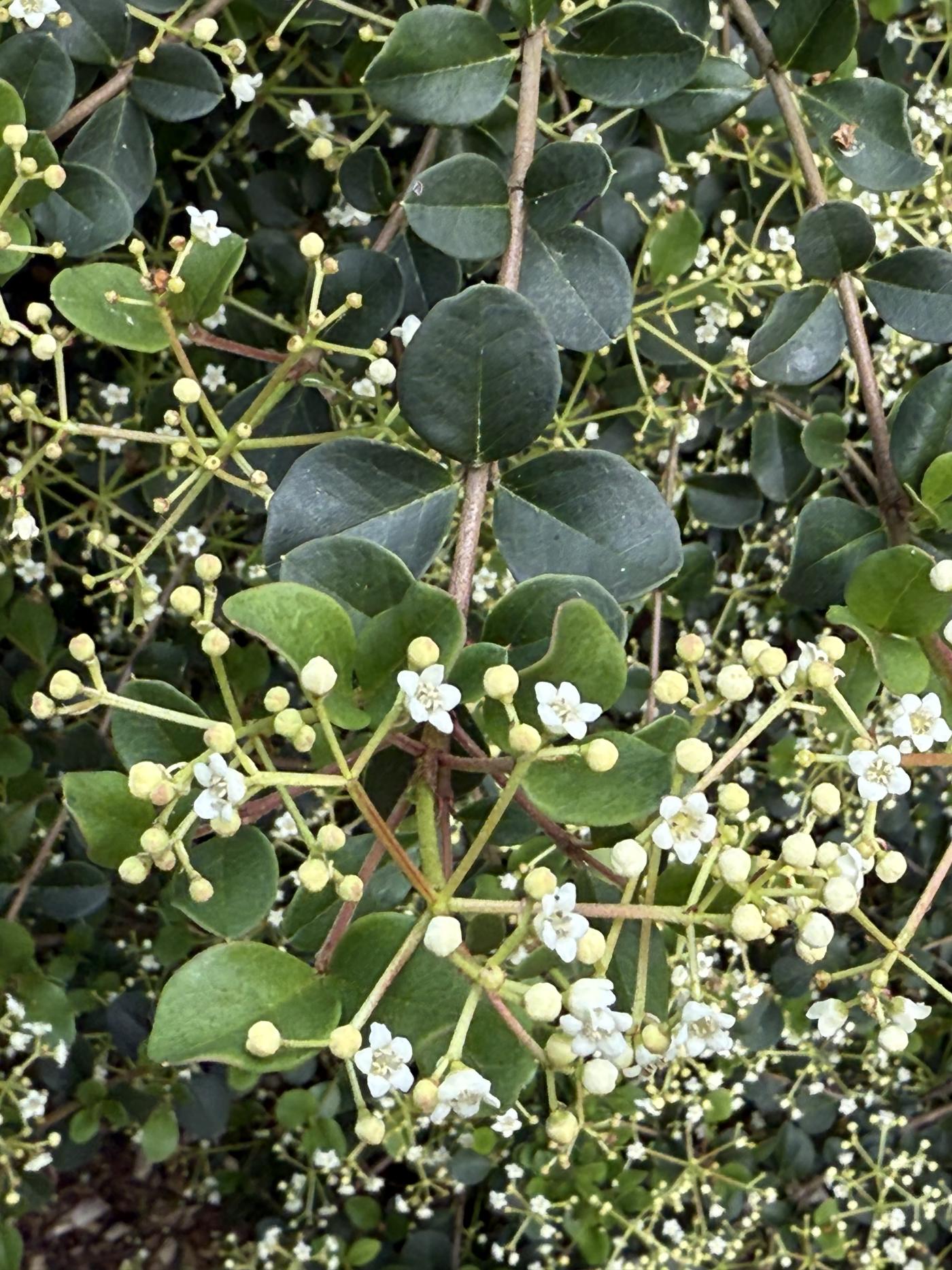 Viburnum atrocyaneum image