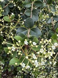 Media resource of Viburnum atrocyaneum