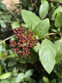 Viburnum tinus image