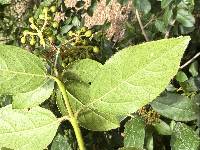 Viburnum tinus image