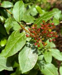 Viburnum tinus image