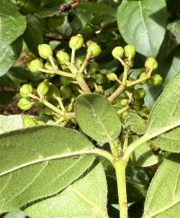 Viburnum tinus image