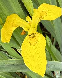 Iris pseudacorus image