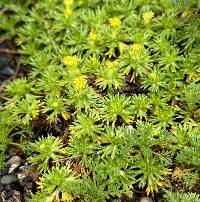 Azorella trifurcata image