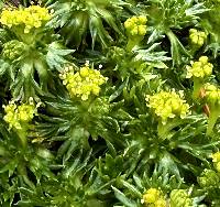 Azorella trifurcata image