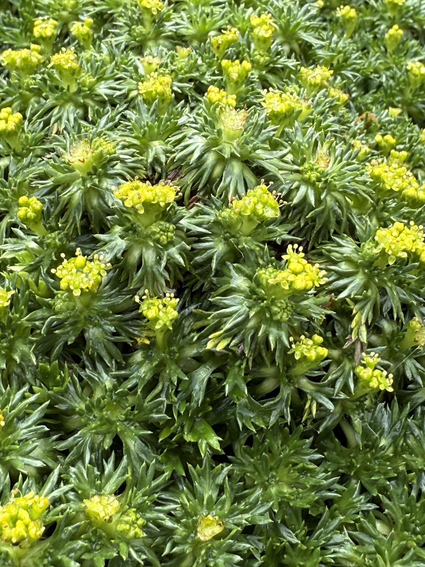 Azorella trifurcata image
