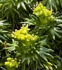 Azorella trifurcata image
