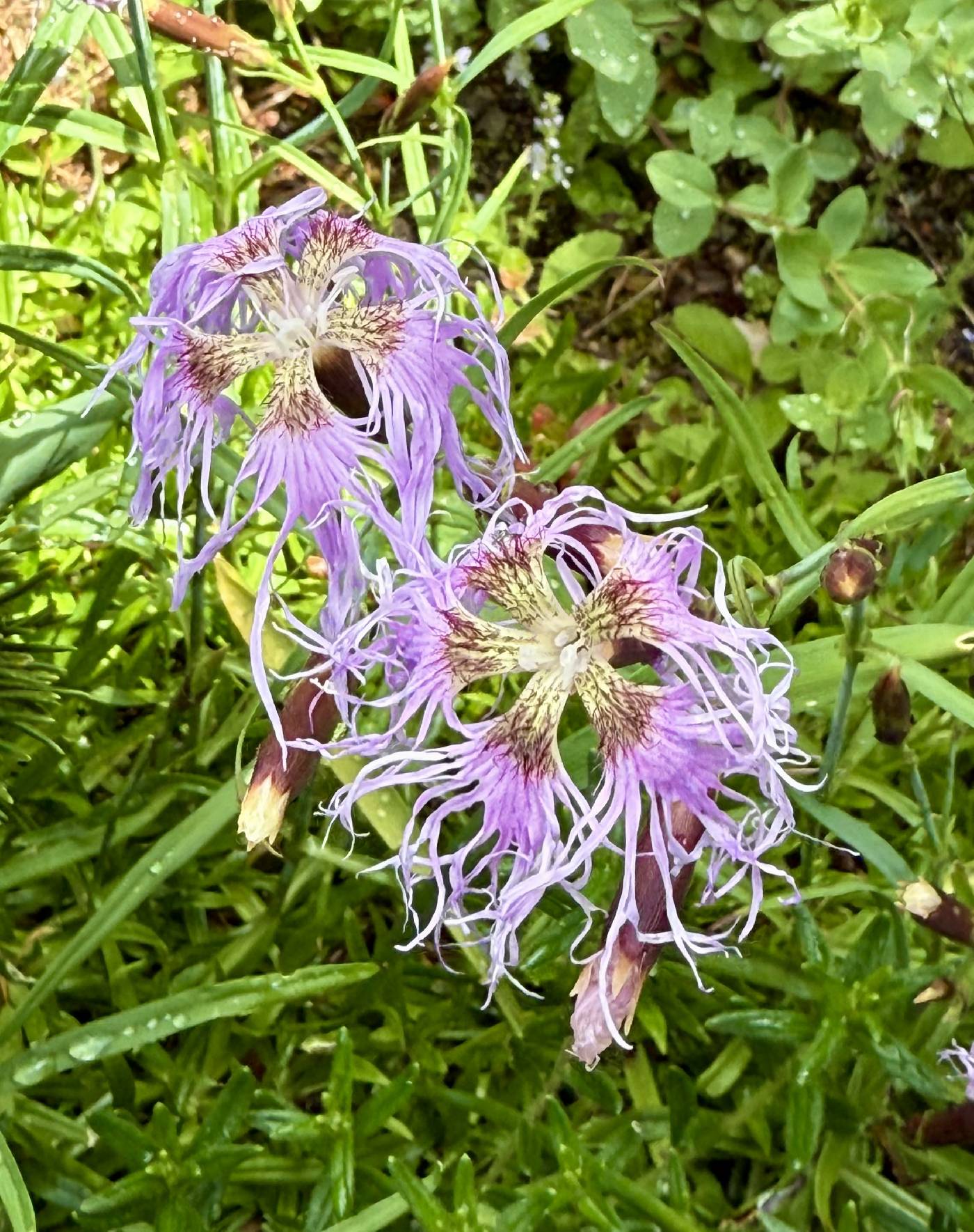 Dianthus image