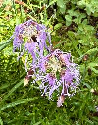 Media resource of Dianthus superbus