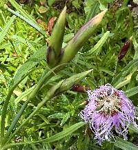 Dianthus superbus image