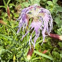 Dianthus superbus image