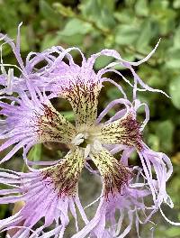 Dianthus superbus image