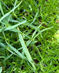 Dianthus superbus image