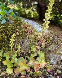 Media resource of Umbilicus rupestris