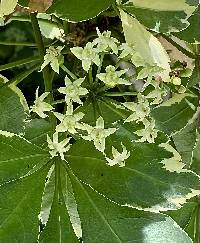 Eleutherococcus sieboldianus image