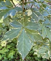 Eleutherococcus sieboldianus image