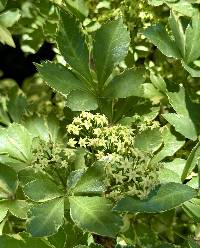 Media resource of Eleutherococcus sieboldianus