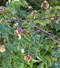 Rosa pimpinellifolia image