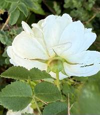 Rosa pimpinellifolia image