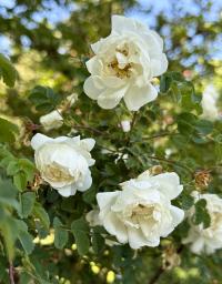 Rosa pimpinellifolia image